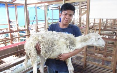 300 Hewan Menanti Pequrban